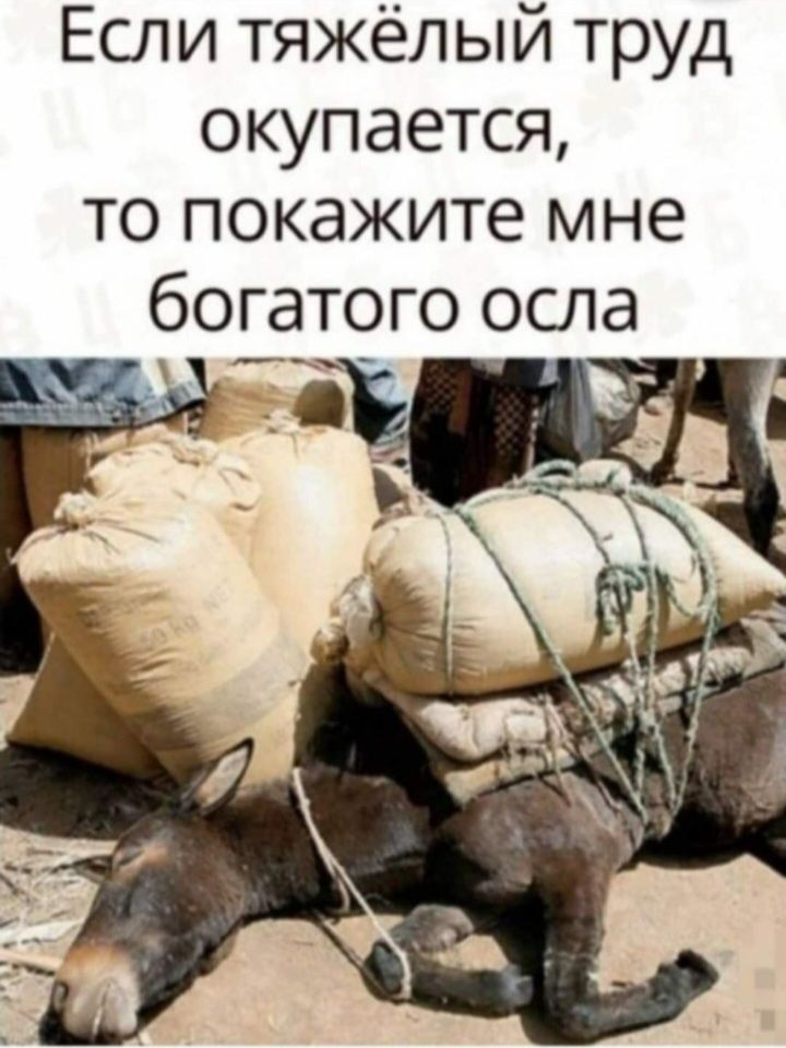 Если тяжёлый труд окупается то покажите мне богатого осла