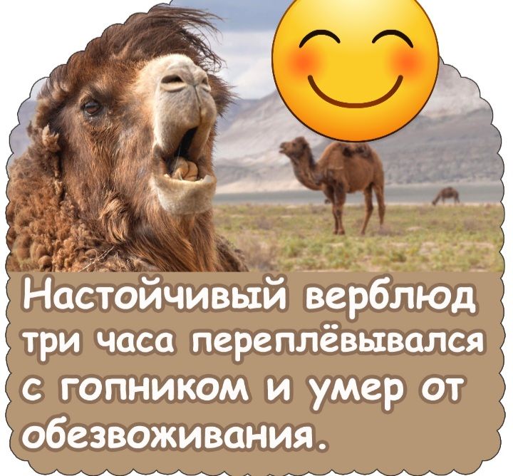 Настойчивый верблюд ТРИ ЧОСО ПЕРСПЛЁВЫВОЛСЯ с гопникам и умер от обезвоживания
