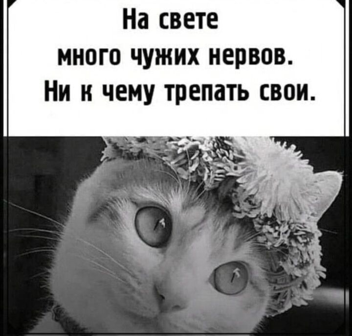 На свете много чужих нервов Ни чему трепать свои