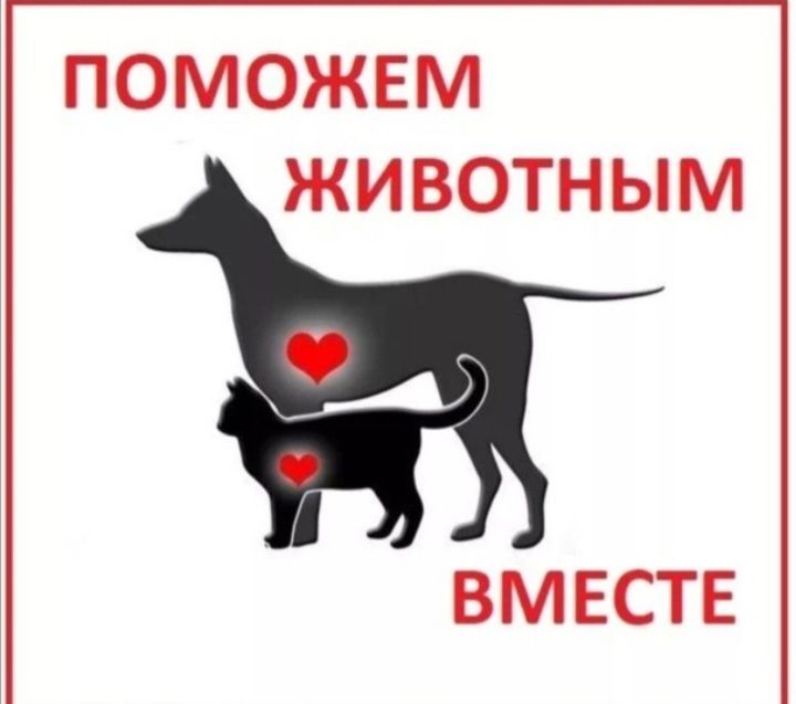 ПОМОЖЕМ ЖИВОТНЫМ ВМЕСТЕ