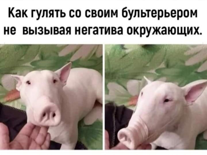 Как гулять со своим бультерьером не вызывая негатива окружающих