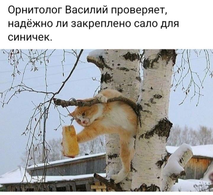 Орнитопог Василий проверяет надёжно пи закреплено сало для синичек