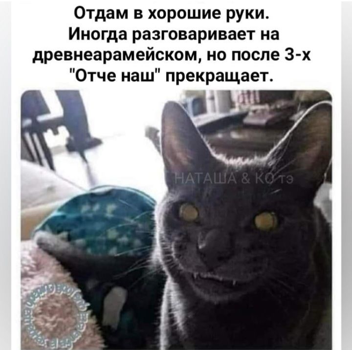 Отдам в хорошие руки Иногда разговаривает на древнеарамейском но после 3х Отче наш прекращает