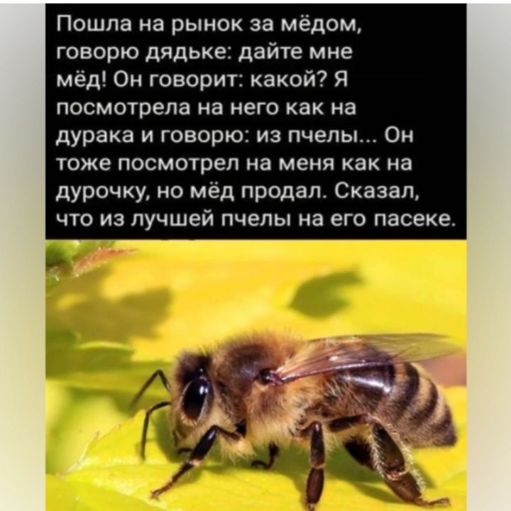 Пошла на рынок за мёдом говорю дпдьке дайте мне мёд Он говорит какой Я посмотрела на него как на дурака и творю из пчелы Он тоже посмотрел на меня как на дурочку но мед продал Сказал что из лучшей пчелы на его пасеке Ё
