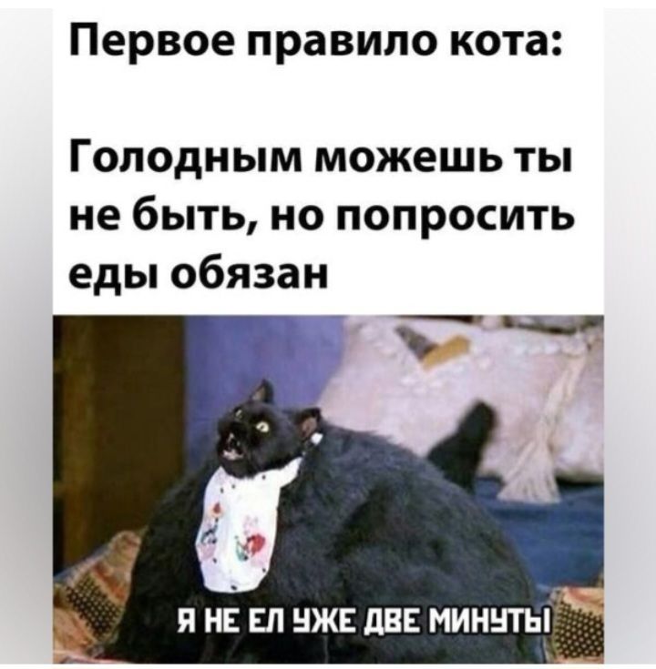 Первое правило кота Голодным можешь ты не быть но попросить еды обязан Я НЕ ЕП НЖЕ дЕЕ МИМНТЫ