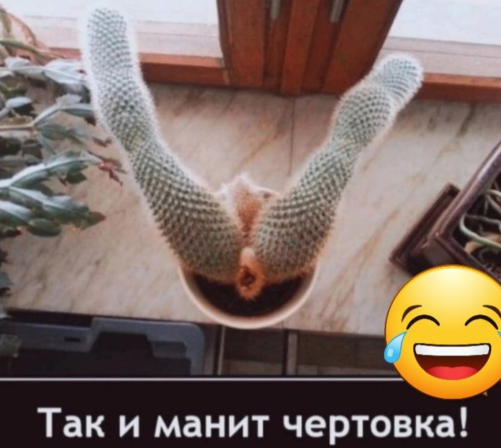 _ Так и манит чертовка