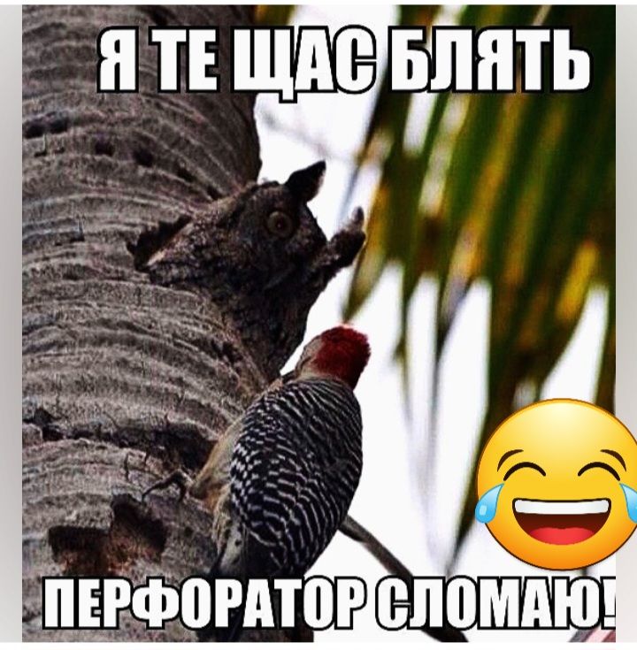 Я ТЕ ЩМБ БЛЯТЬ апввііоптог епомпю