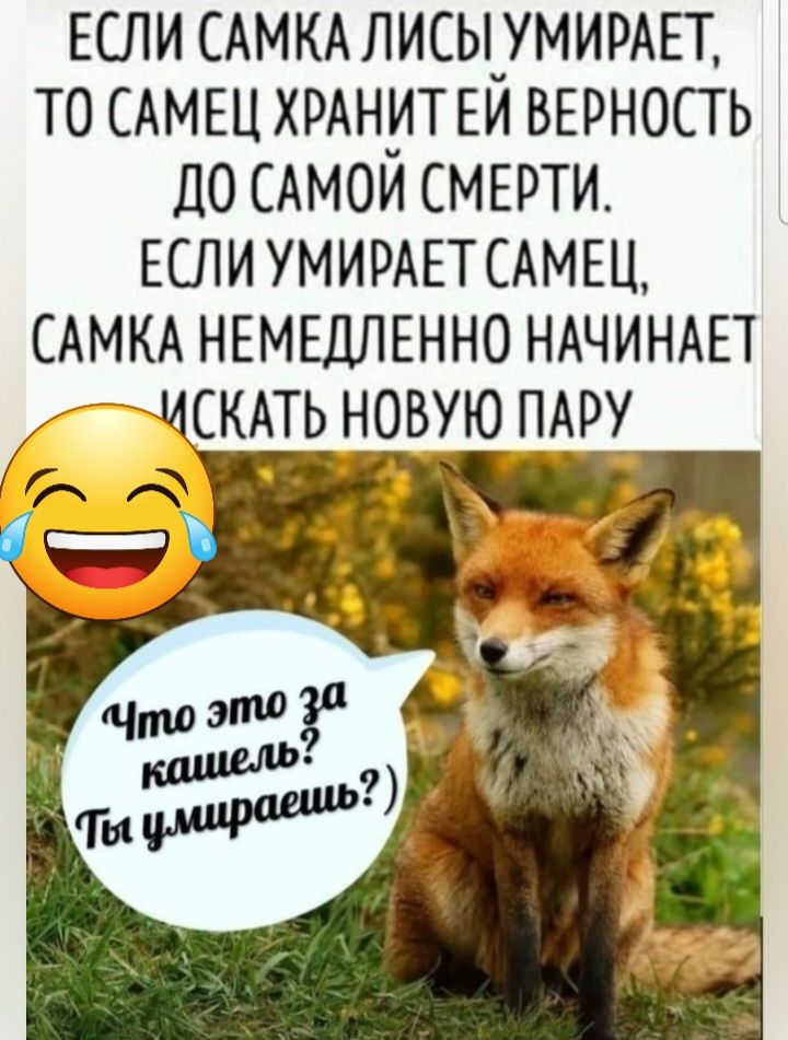 ЕСЛИ САМКАЛИСЬ_УМИРАЕТ ТО САМЕЦ ХРАН_ИТ ЕИ ВЕРНОСГЬ до САМОИ СМЕРТИ ЕСЛИ УМИРАЕТ САМЕЦ САМКА НЕМЕДЛЕННО НАЧИНАЕТ искпь новую пАру ч _