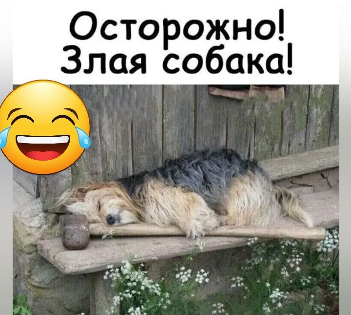 Осторожно Злая собака