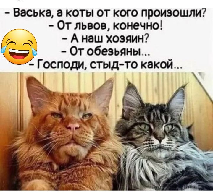 Картинки стыд то какой