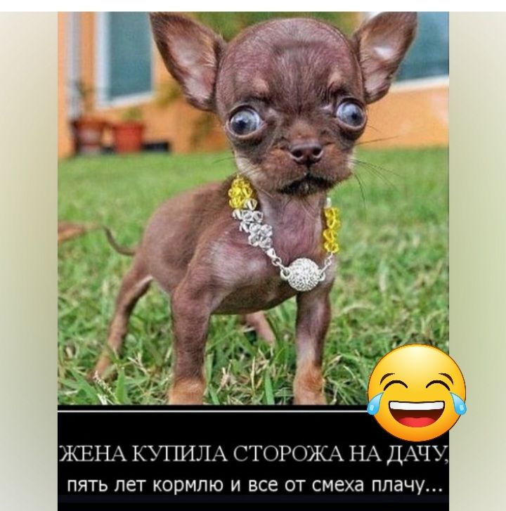ЖЕНА ЬЛТБПА ТПП ЖЖ Н д1і пять лет кормлю и все от смеха плачу