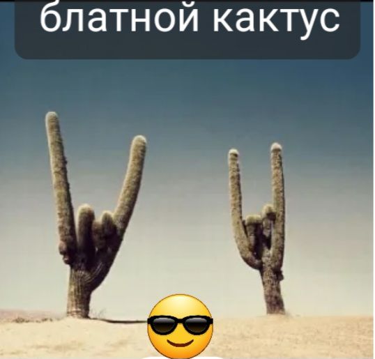 блатной кактус