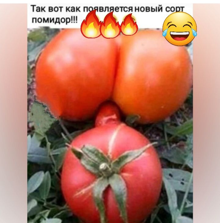 Так вот как придется новый согт помидор