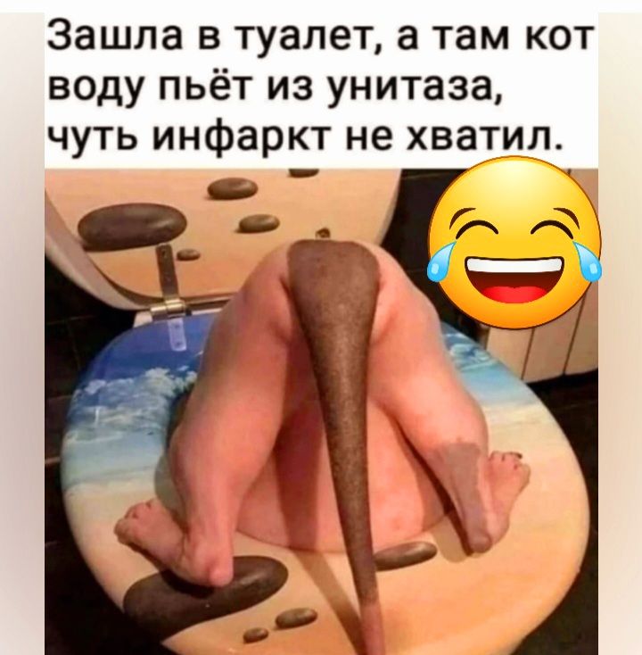 Зашла в туалет а там кот воду пьёт из унитаза чуть инфаркт не хватил