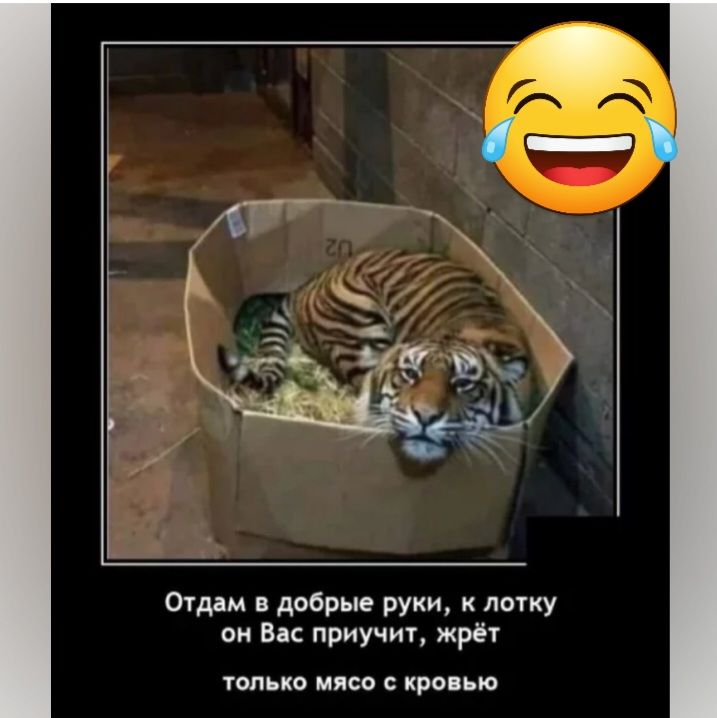 Отддм и добрые руки к лотку он В Приучит жрёт тью мясо с кровью