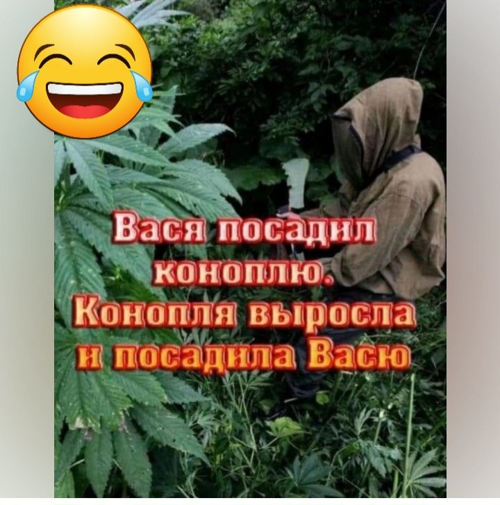 _ічпш посади коноплю КОНОПППЁ ВЬ1О