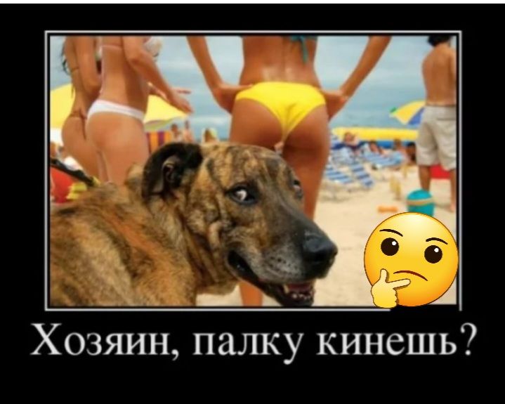 Хозяин палку кинешь