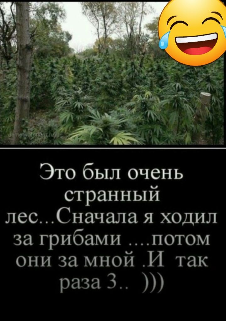 Это был очень странный лесСначапа я ходил за грибами потом они за мной И так 111313