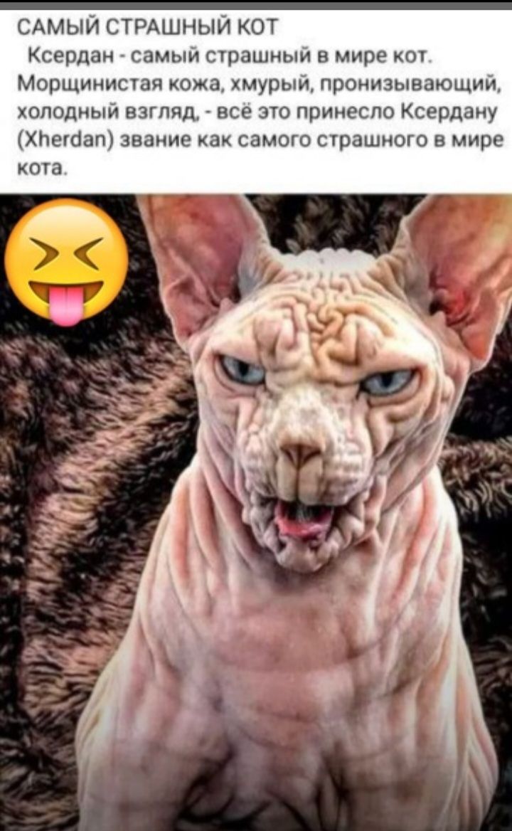 САМЫИ СТРАШНЫЙ КОТ Ксердан самым сірашиыи в мире Морщииисшч кожа хмурып проиизынаоощии холодный взгляд все то прииеспо Ксердану хпегаапи звание как самого сграшиого в мире коа