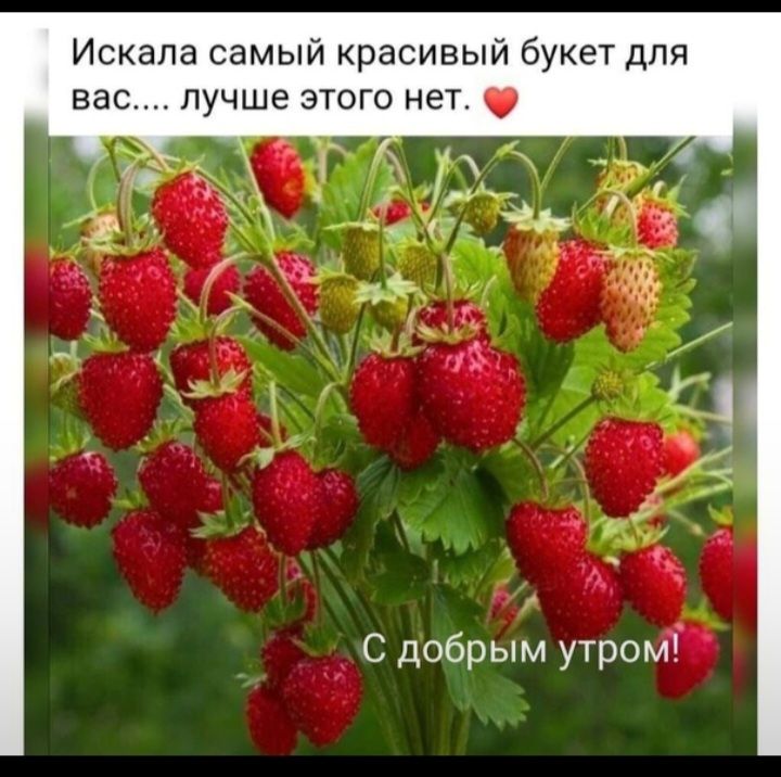 Искала самый красивый букет для вас лучше этого нет С добрым утром
