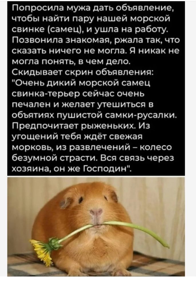 Попросила мужа дать объявление чтобы найти пару нашей морской свинке самец и ушла на работу Позвонила знакомая ржала так что сказать ничего не могла Я никак не могла понять в чем дело Скидывает скрин объявления Оченьдикий морской самец свинка терьер сейчас очень печален и желает утешитьсп в объятиях пушистой самки русалки Предпочитает рыженьких Из угощений тебя ждет свежая морковь из развлечений А