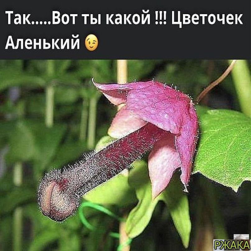 ТакВот ты какой Цветочек Аленький