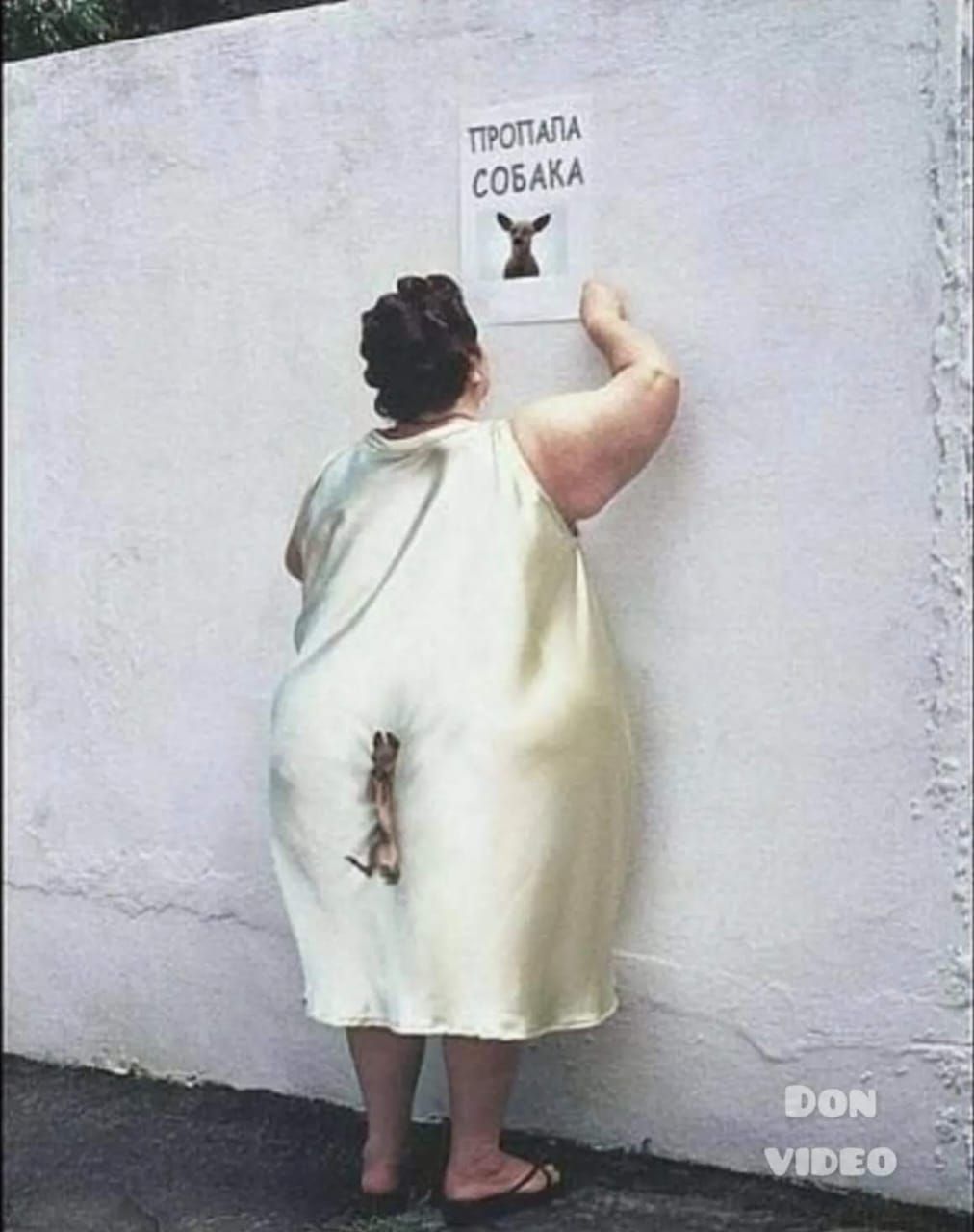ТРОПАЛА СОБАКА