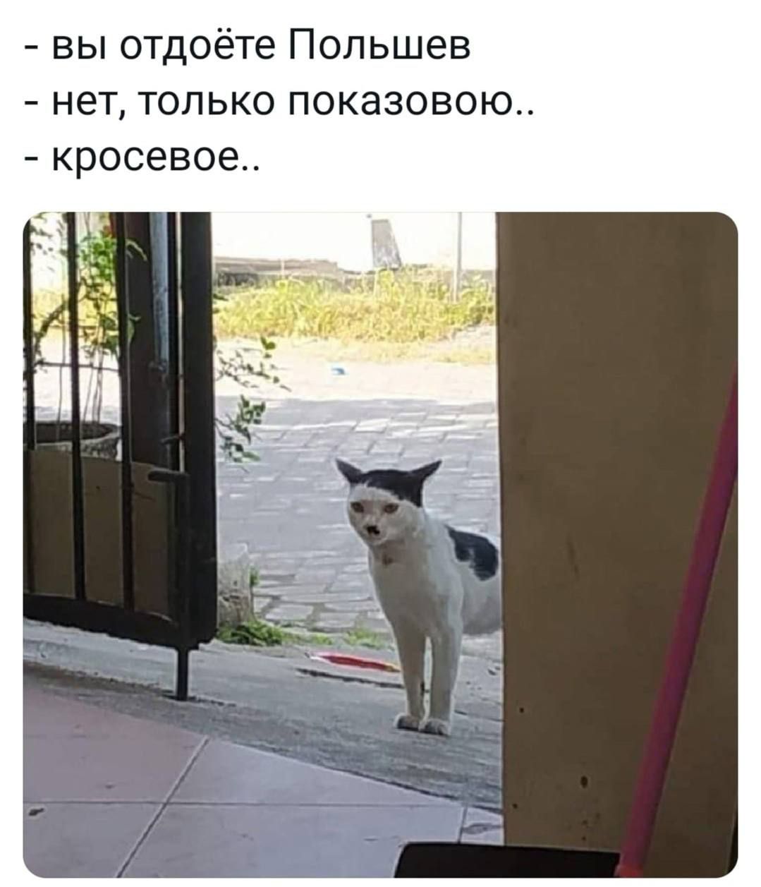 вы отдоёте Попьшев нет только показовою кросевое