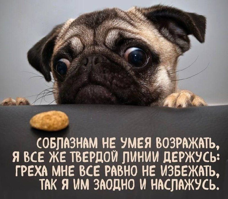 СОБЛАЗНЬМ НЕ УМЕЯ БОЗРАЖМЪ Я ВСЕ ЖЕ ТВЕРДОП ЛИНИИ дЕРЖіСЬ ГРЕХА МНЕ ВСЕ РАВНО НЕ ИЗБЕЖАТЬ ТАК Я ИМ ЗАОдНО И НАСПАЖУСЬ