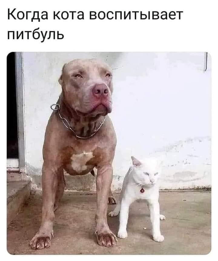 Когда кота воспитывает питбуль