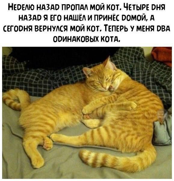 НЕБЕО НАЗАП ПРОПАА МОЙ КОТ ЧЕТЫРЕ ВНЯ НАЗАО И ЕГО НАШЕЛ И ПРИНЕС 00М0Й А СЕГОРНЯ БЕРНМСЯ МОЙ КОТ ТЕПЕРЬ У МЕНЯ ПВА ООИНАКОБЫХ КОТА