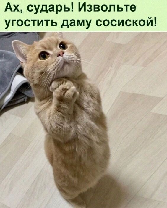 Ах сударь Извольте угостить даму сосиской