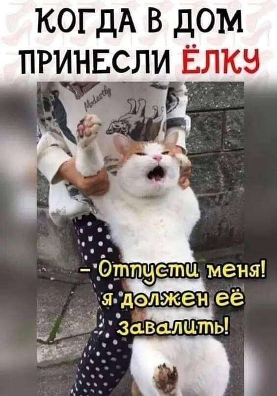 КОГДА в дом принвсли Ёлкн _ дхёптчетпц меня _ ыцолженіеё ОВаЛЦТПЬ