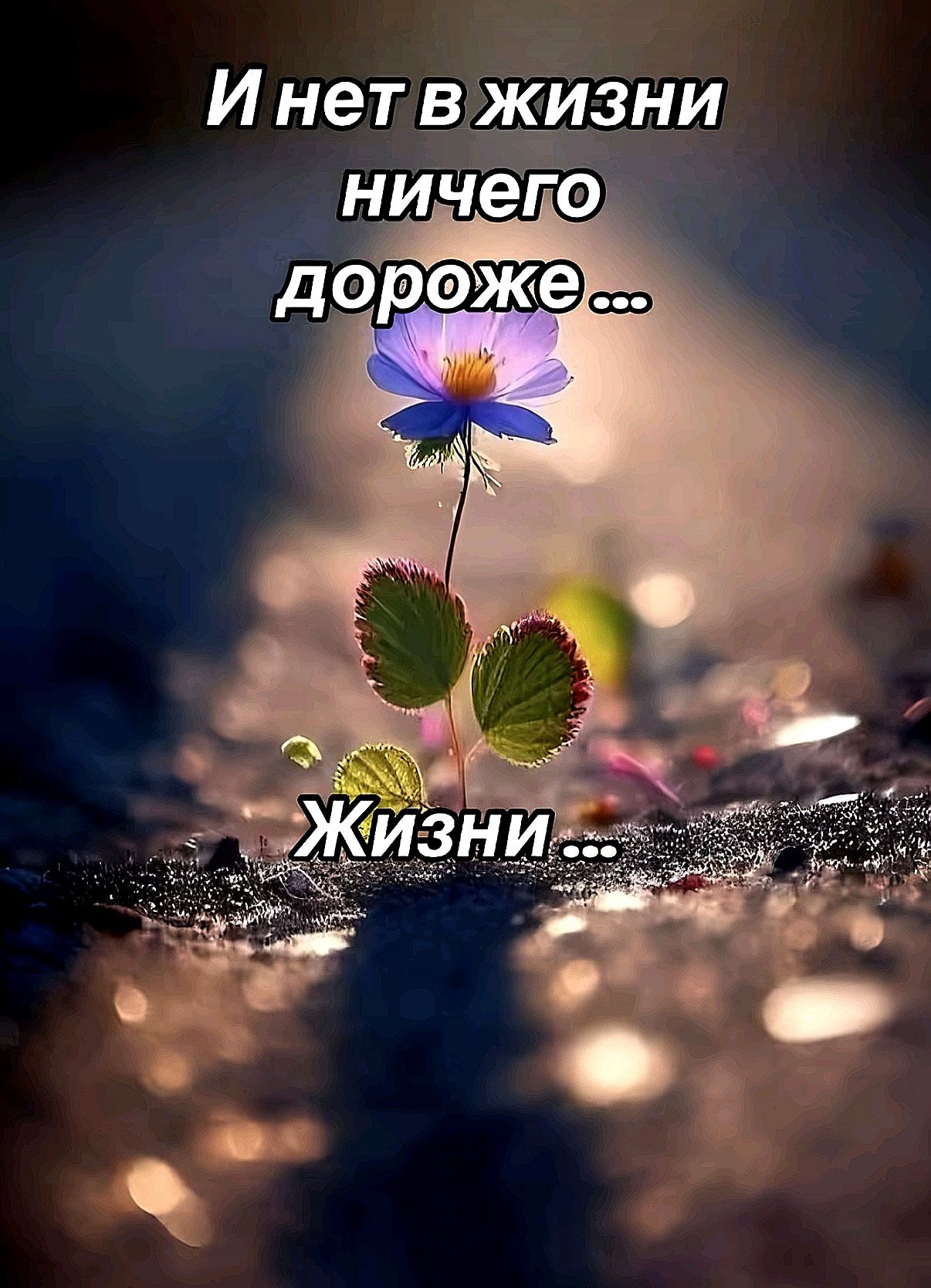 И нет в жизни ничего дороже ... Жизни ...