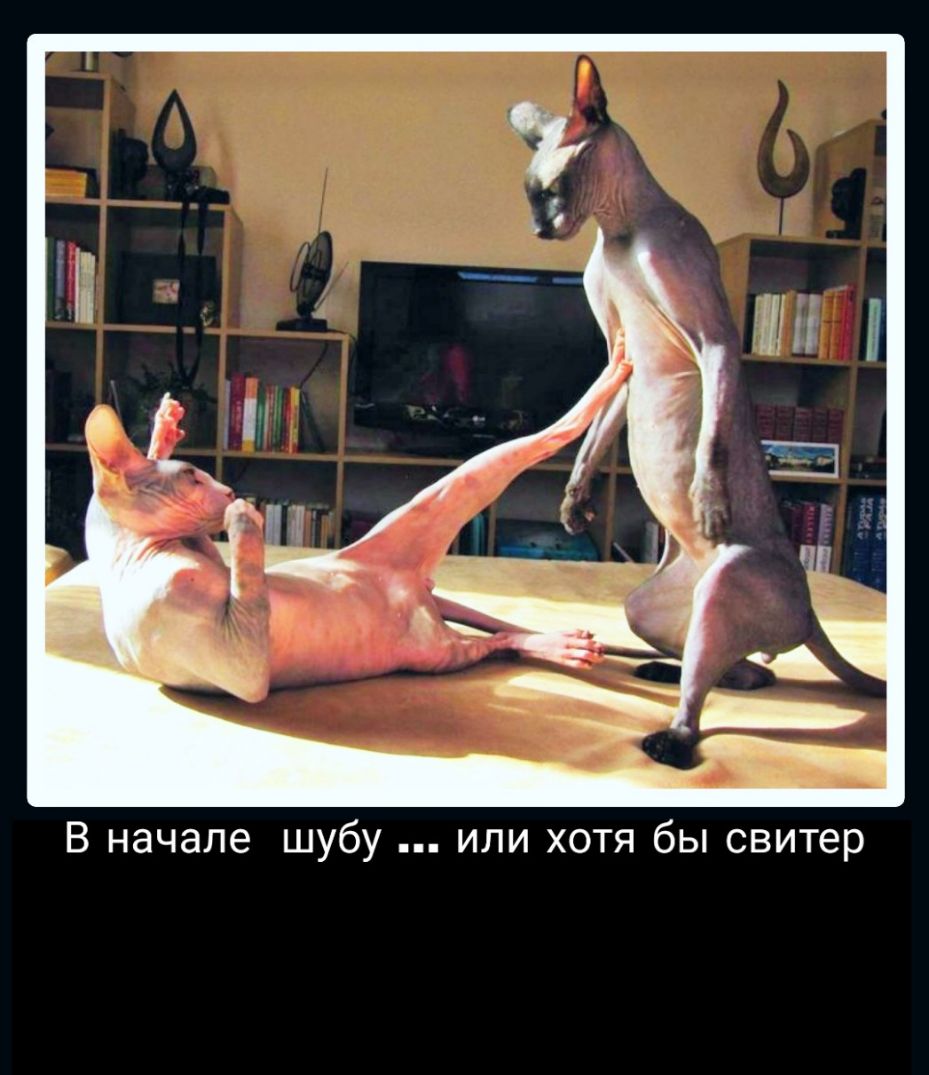 В начале шубу или хотя бы свитер