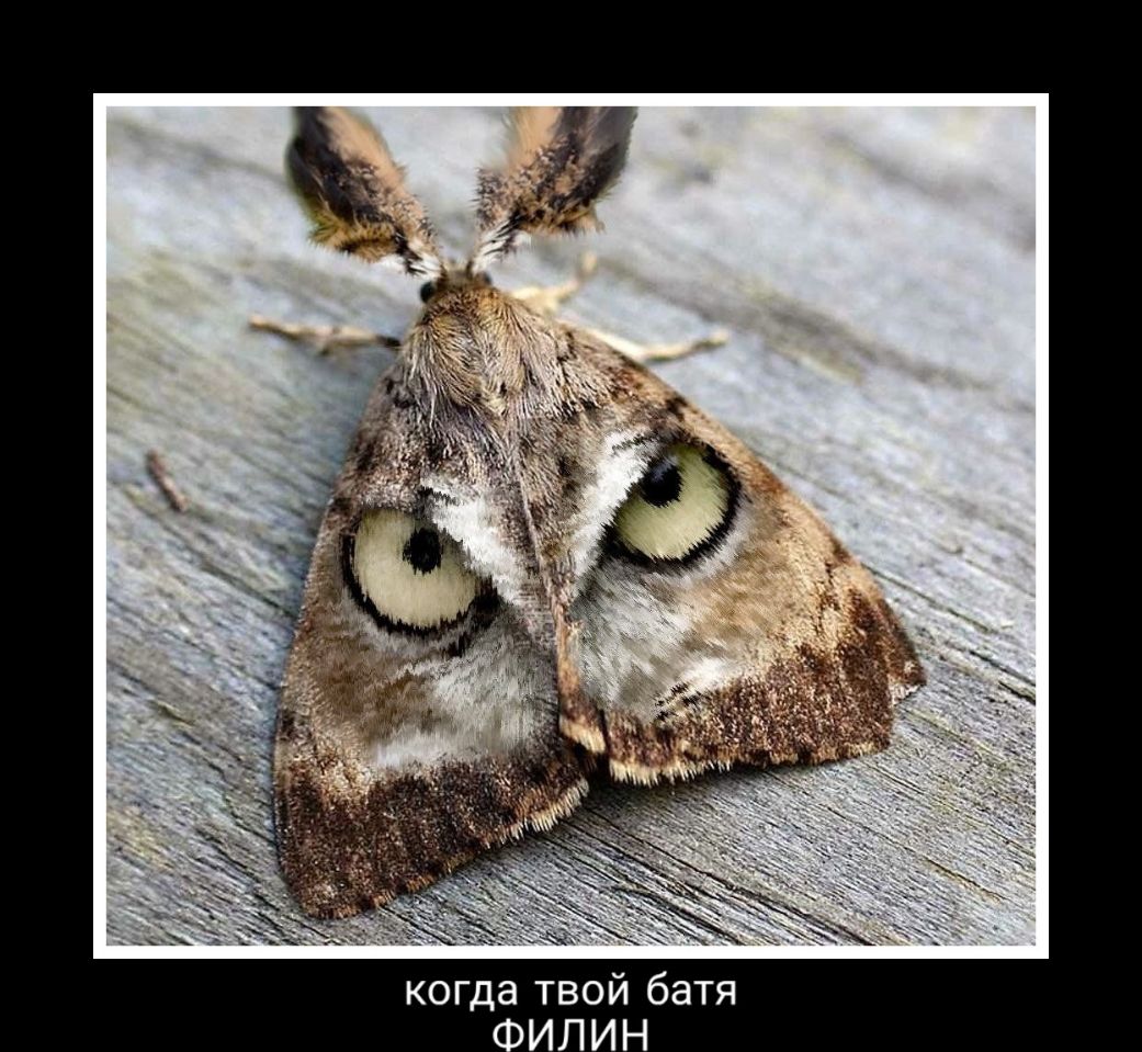 я Т а 6 И 0 В Т Э Ш 0 К
