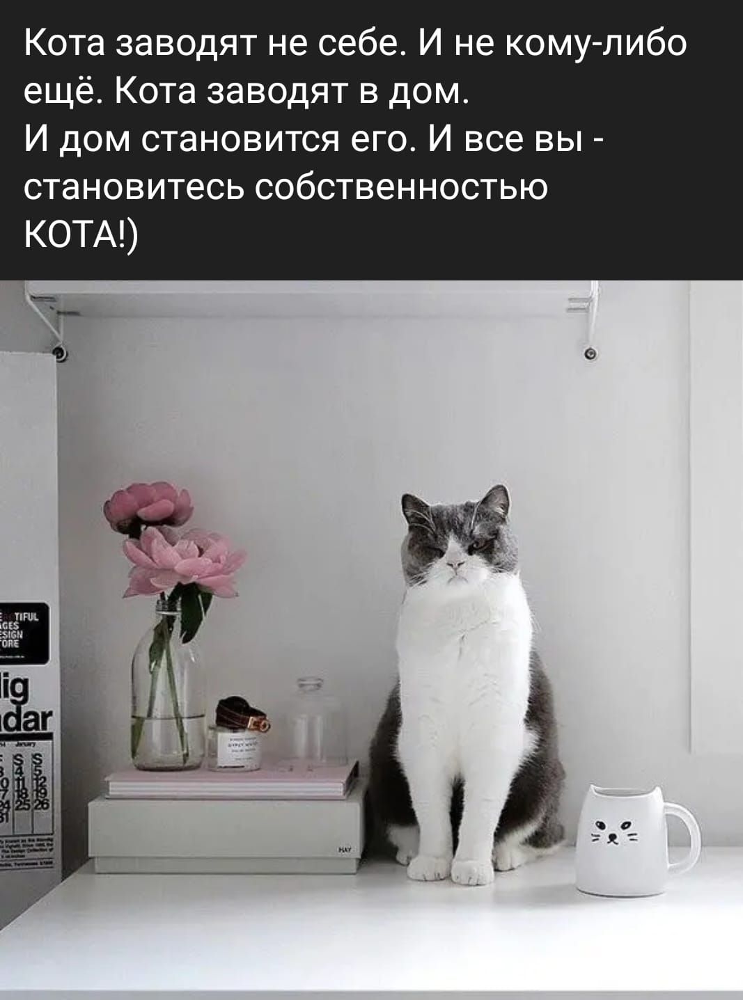 Кота заводят не себе И не комулибо ещё Кота заводят в дом И дом становится  его И все вы становитесь собственностью КОТА - выпуск №1806401