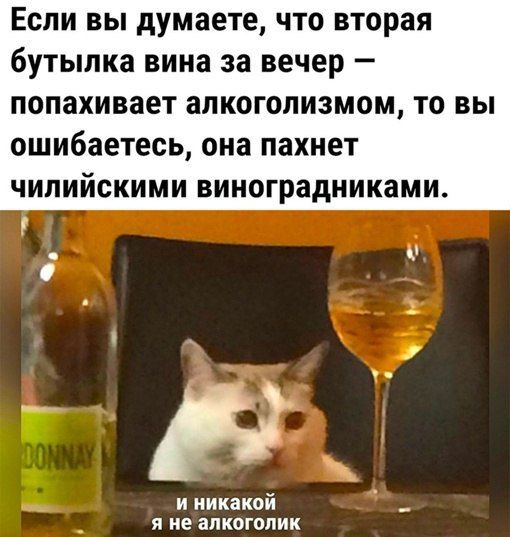 Если вы думаете что вторая бутылка вина за вечер попахивает алкоголизмом то вы ОШИБЗЕТЕСЬ она ПЗХНЕТ ЧИЛИЙСКИМИ виноградниками и никакой я не алкоголик