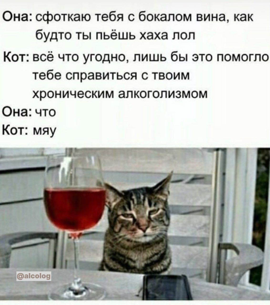 Она сфоткаю тебя бокалом вина как будто ты пьёшь хаха поп Кот всё что угодно лишь бы это помогло тебе справиться с твоим хроническим алкоголизмом Она что Кот мяу