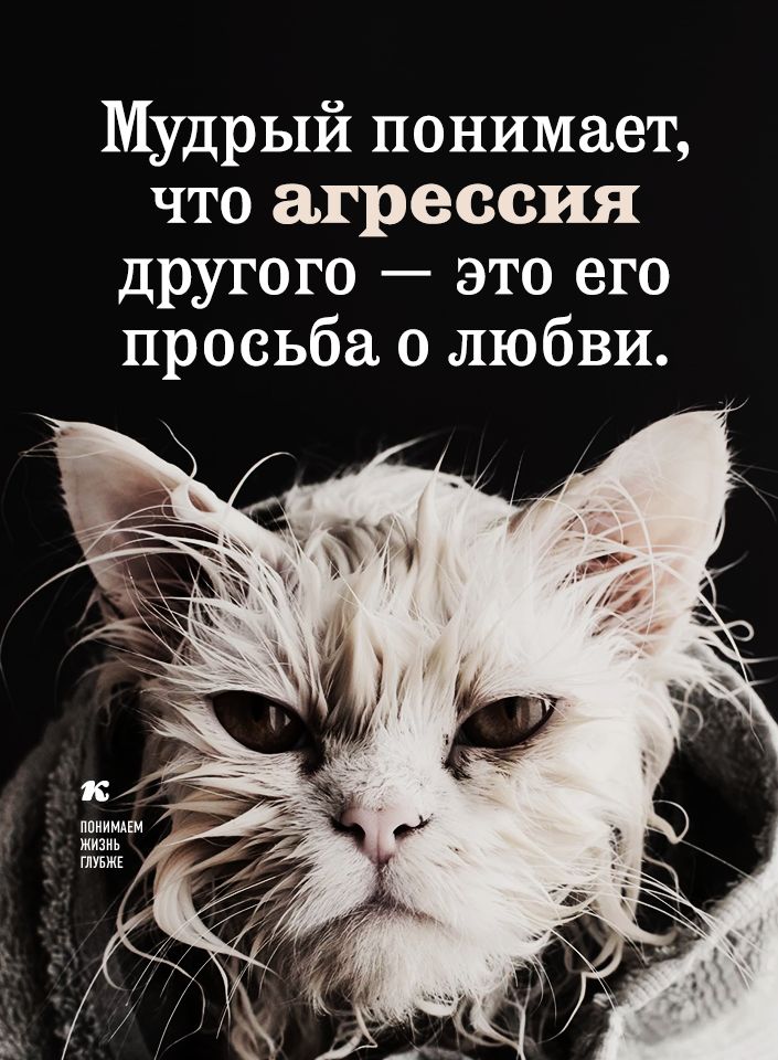 Мудрый понимает что агрессия другого это его просьба о любви ппиимдш жизнь