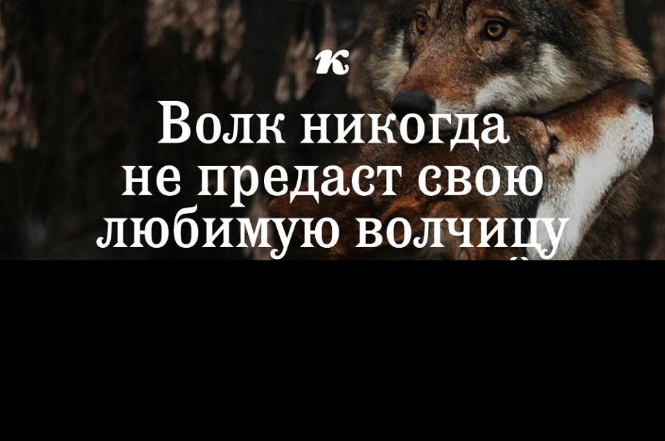 Волк нико аду не предастдцвою любимую вожди