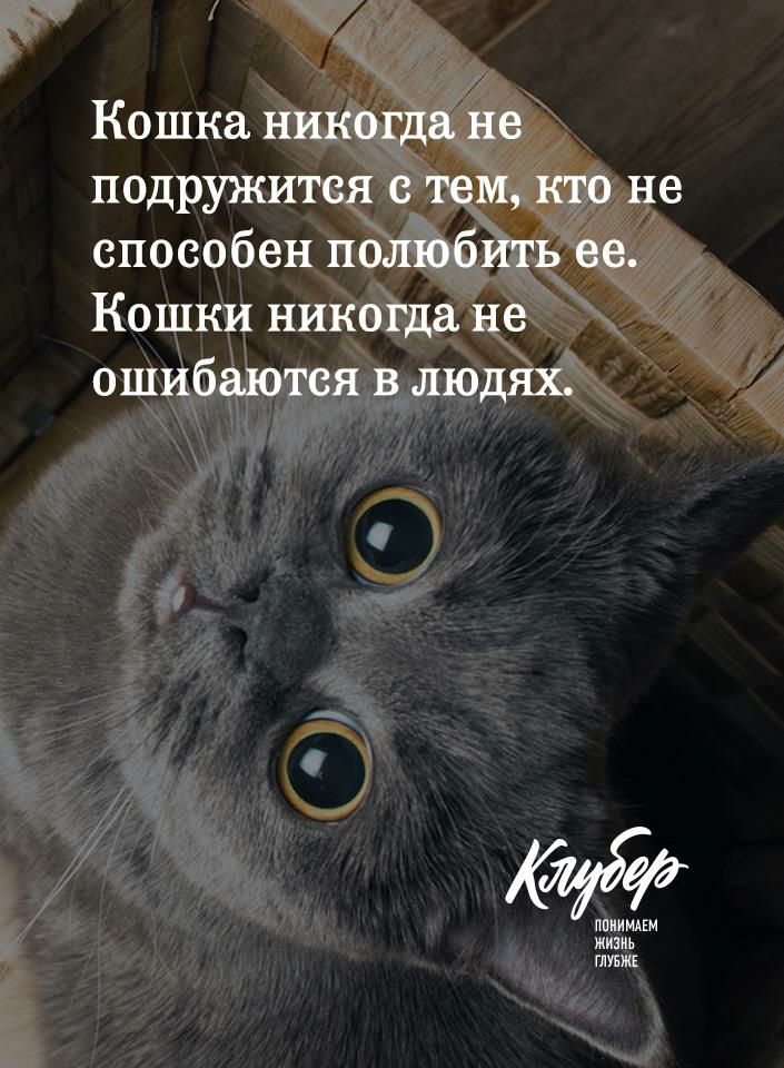 Кошка никогда не подружится с тем кто не способен полюбить ее Кошки никогда не ошибаются в людях ППИИМАЕМ жизнь