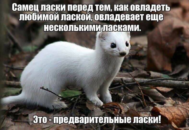 ВВМ ПО пепед ТБМ наи ВВПВДВП ПЮЁИМШИ ПЕБИПИШЕППДЕПЗВТ ЕЩЕ __ ПЕШШШШИМИ папками А _д это ппвдвапитепьиые пабии