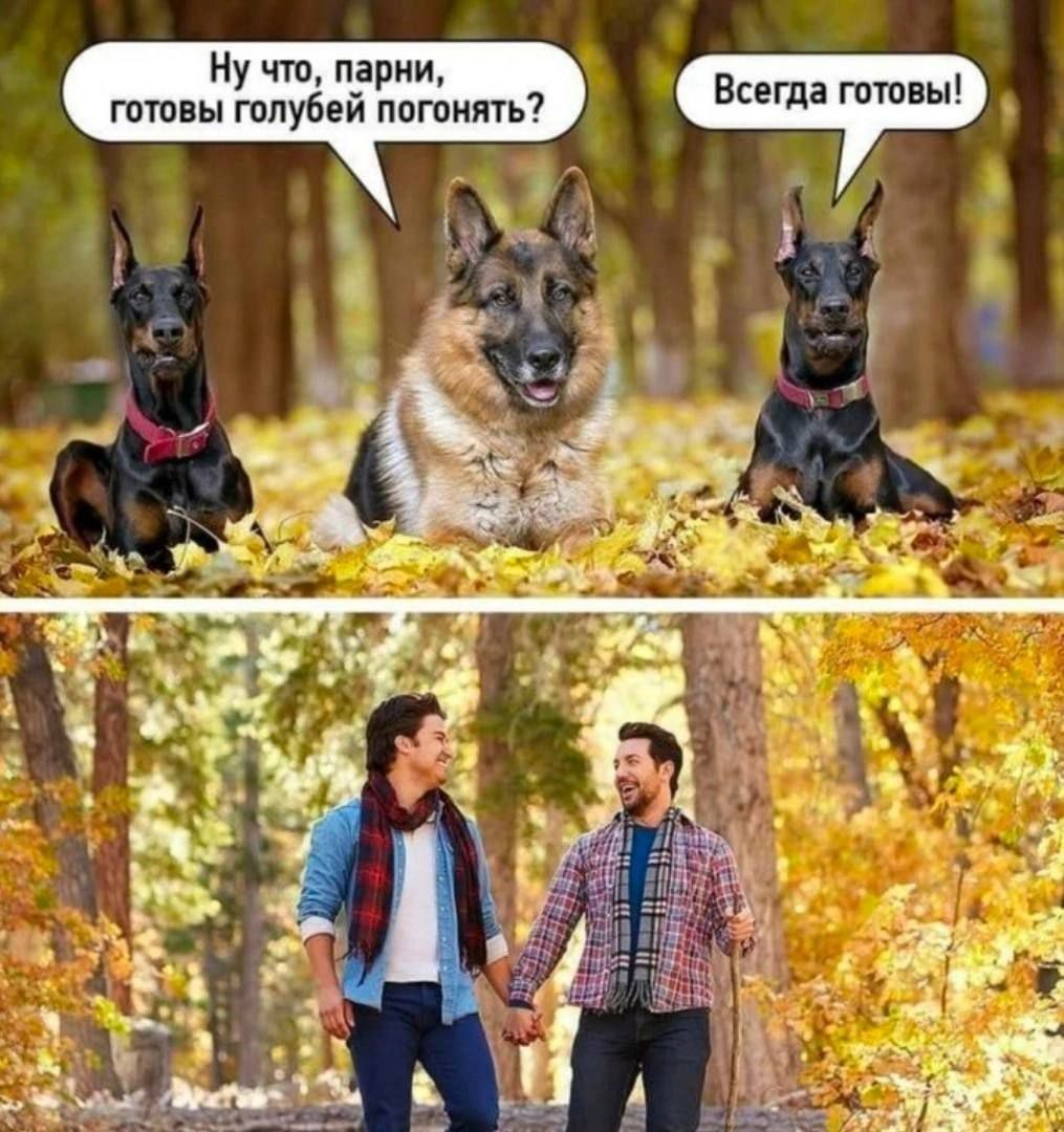 в а гптпвы гптпвы голубей ппгоинть7 д