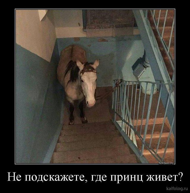 Не подскажете где принц живет