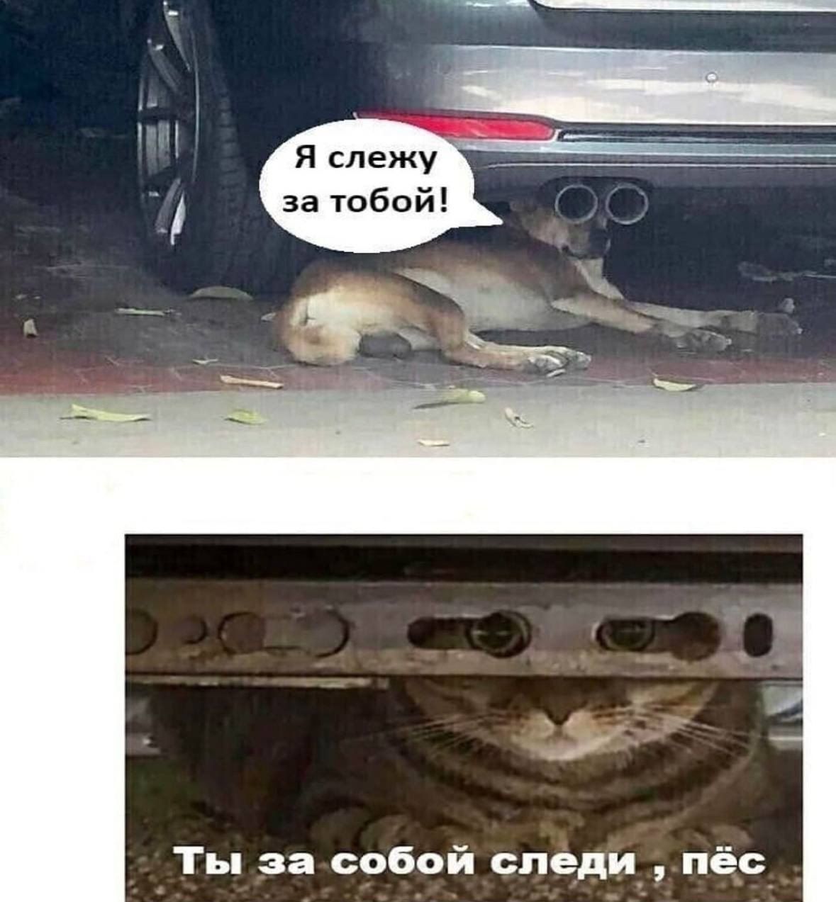 Я слежу за тобой! Ты за собой следи, пес