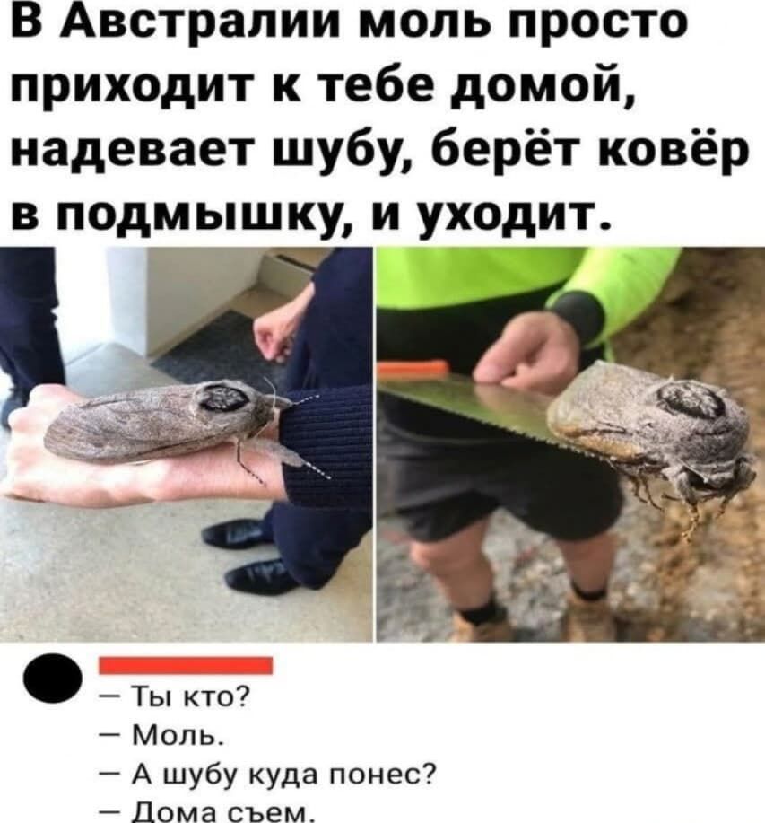 В Австралии моль просто приходит к тебе домой, надевает шубу, берёт ковёр в подмышку, и уходит. 
— Ты кто? 
— Моль. 
— А шубу куда понес? 
— Дома съем.
