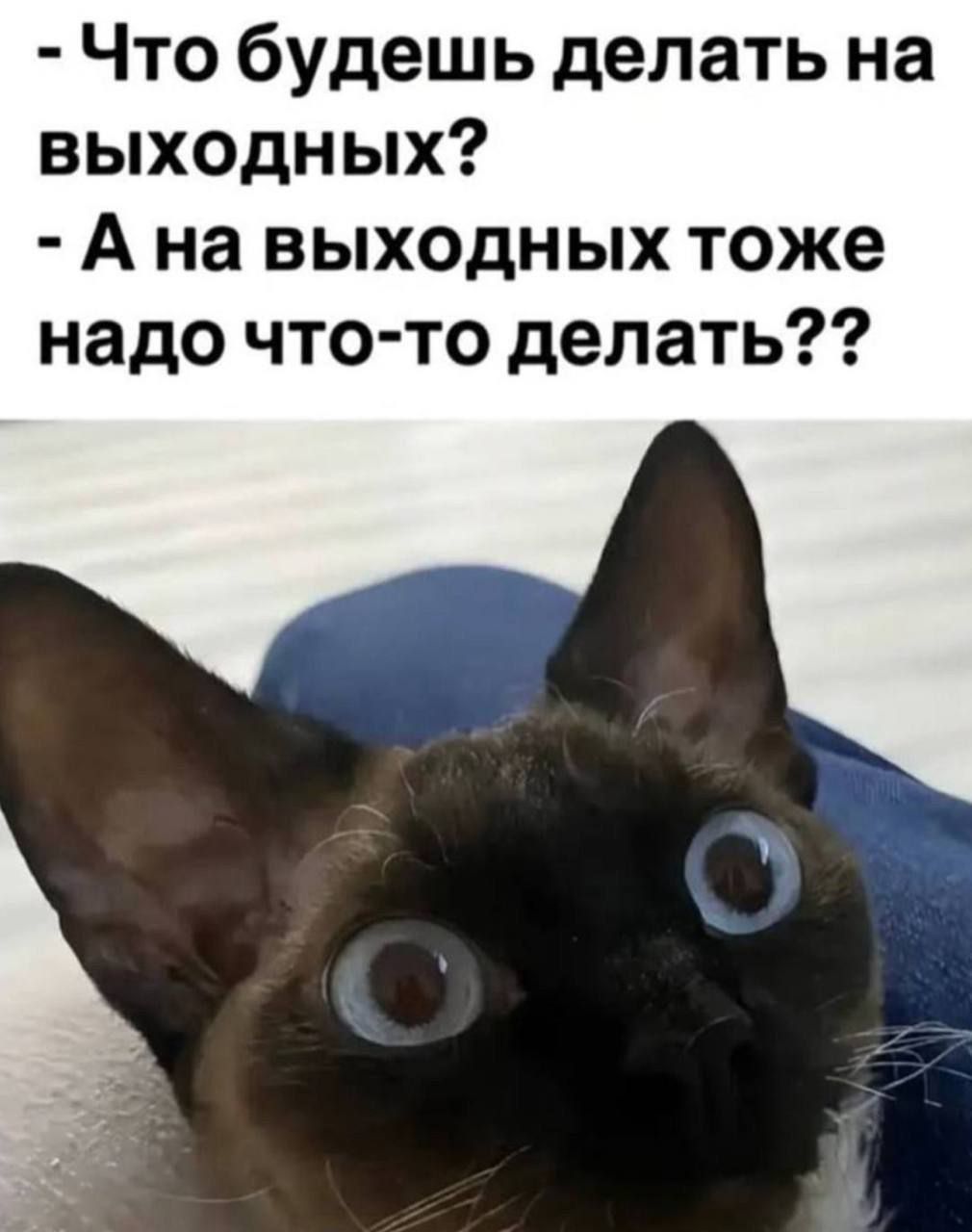 – Что будешь делать на выходных?  – А на выходных тоже надо что-то делать??