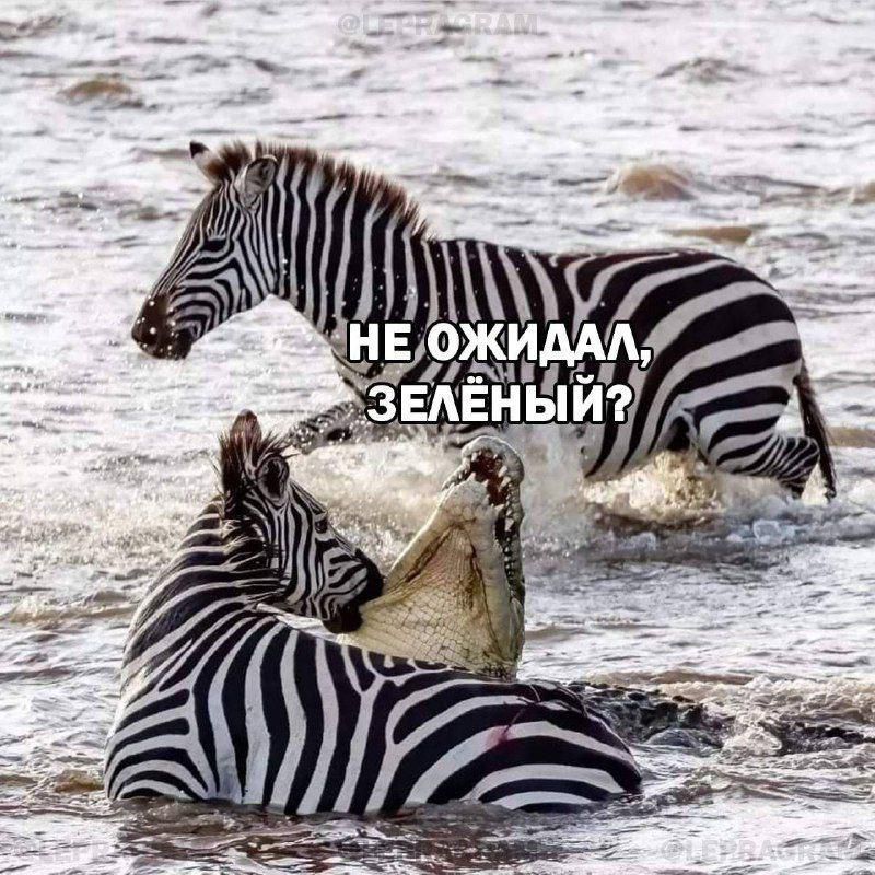 НЕ ОЖИДАЛ, ЗЕЛЁНЫЙ?