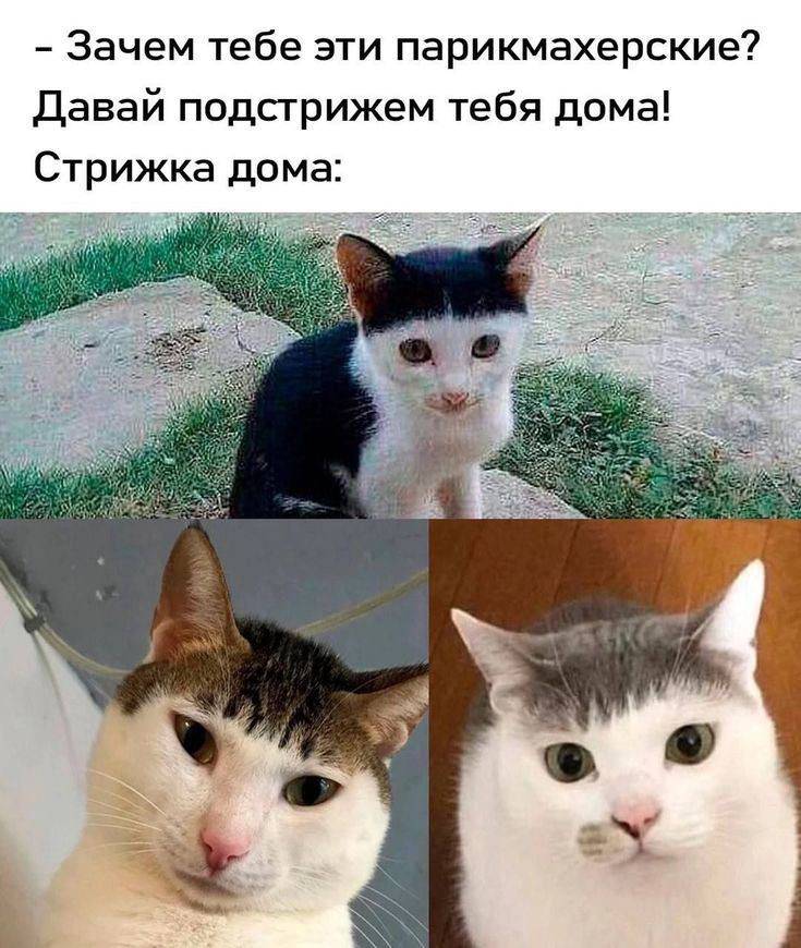 - Зачем тебе эти парикмахерские? Давай подстрежем тебя дома! Стрижка дома: